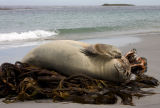 Southern Elephant Seal 